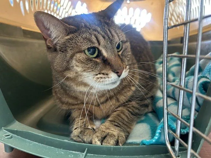 A senior small-sized female Tabby (Brown / Chocolate) Domestic Short Hair cat named Isabelle for adoption in Raleigh, NC