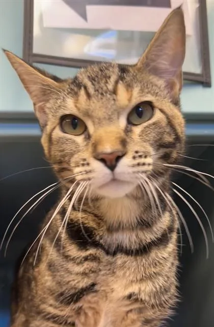 A young medium-sized female Domestic Short Hair cat named Cinna Swirl for adoption in Santa Cruz, CA
