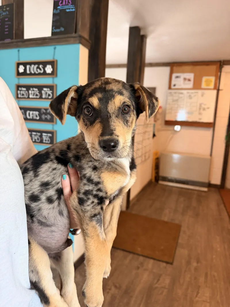 A baby small-sized male Mixed Breed dog named Leo for adoption in Dillon, MT