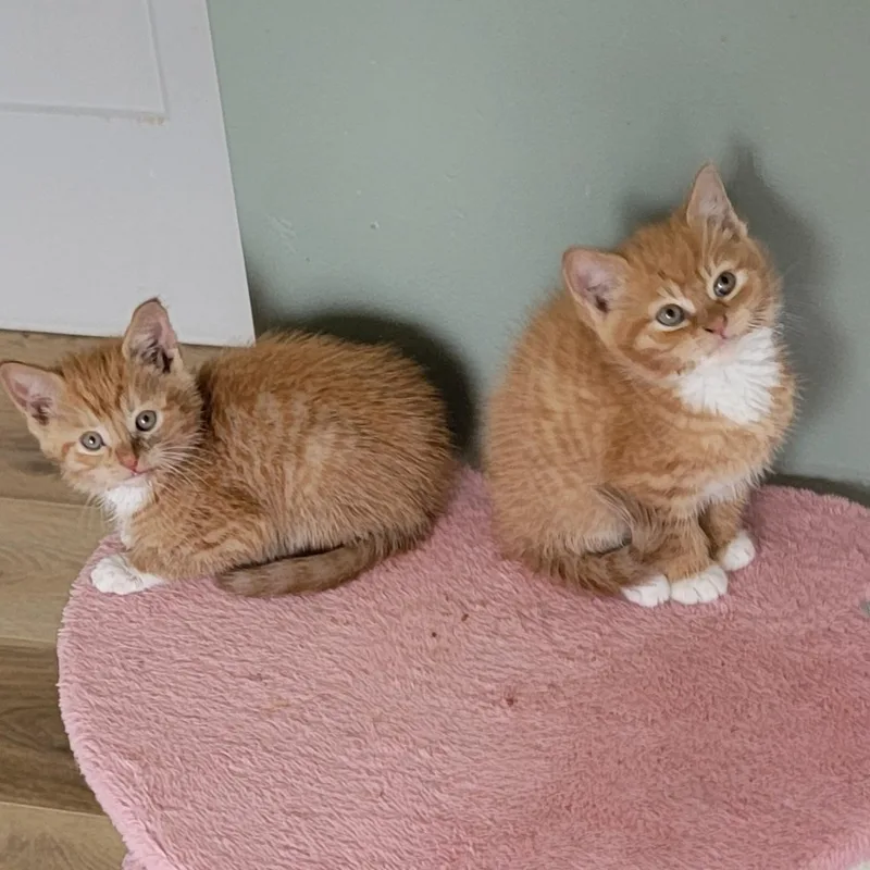 A baby medium-sized male Orange & White Domestic Short Hair cat named Johnny for adoption in Wyandotte, MI