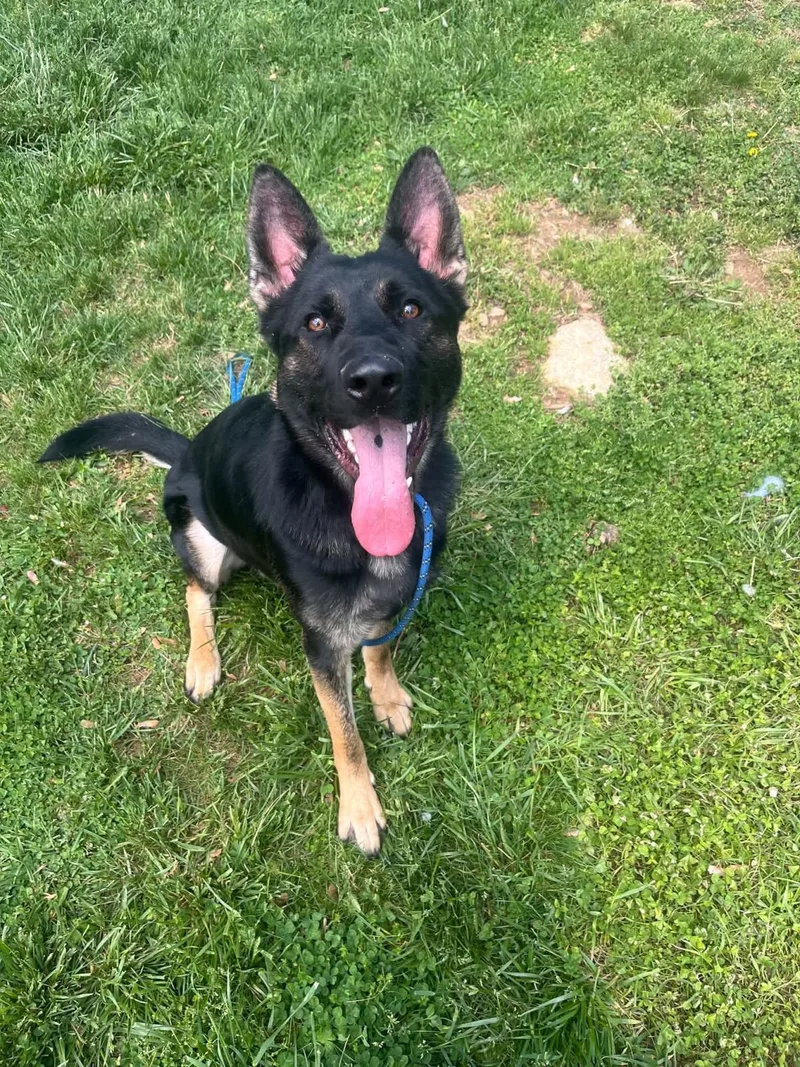A young large-sized male Shepherd dog named Rocco for adoption in Front Royal, VA