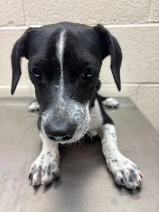 A young small-sized male Black Shepherd dog named Elio for adoption in Harlingen, TX