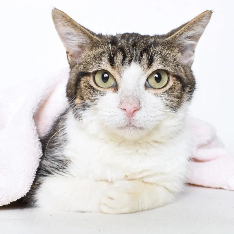An adult medium-sized male Domestic Short Hair cat named Oasis for adoption in Springfield, IL