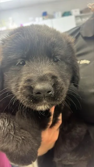 A baby small-sized male Labrador Retriever dog named Kodiak for adoption in Corpus Christi, TX