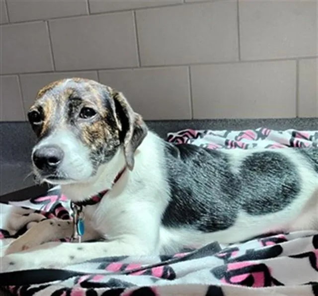 A baby medium-sized male Hound dog named Theo for adoption in Leesburg, VA