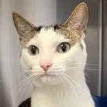 An adult medium-sized female Tabby (Brown / Chocolate) Domestic Short Hair cat named Winona Ryder for adoption in Lansing, MI