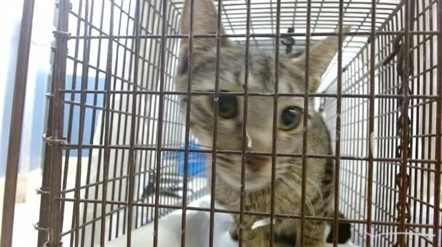 A young small-sized female Domestic Short Hair cat named Magdalena for adoption in Miami, FL