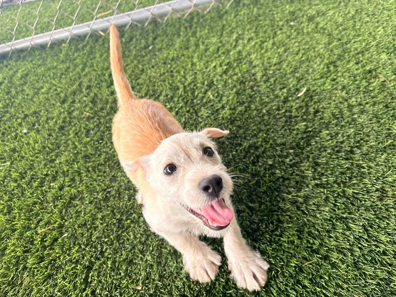 Valentino thumbnail 2