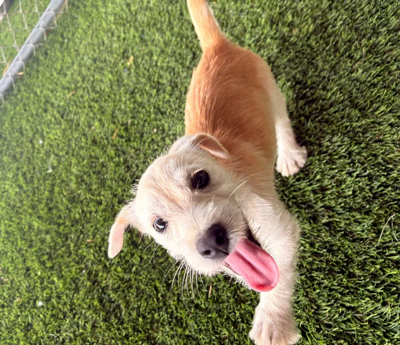 Valentino thumbnail 4