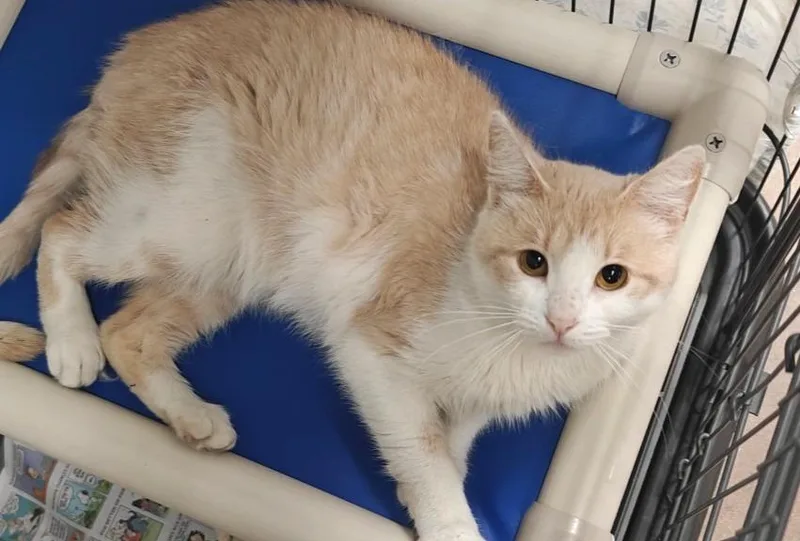 A young medium-sized female Domestic Short Hair cat named Echo for adoption in Cincinnati, OH