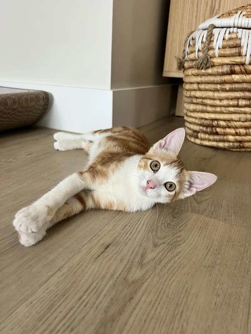 Cheetoh Puff thumbnail 2