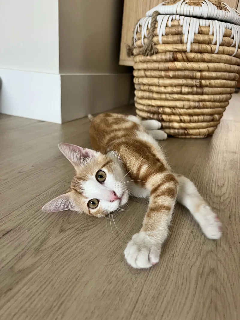 Cheetoh Puff thumbnail 3