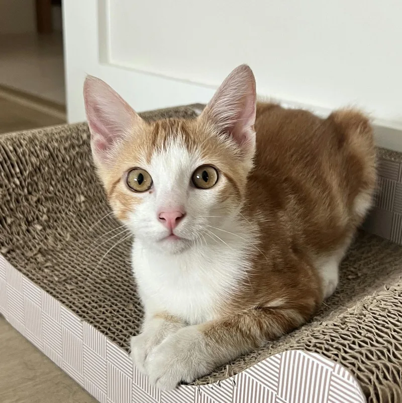 A baby medium-sized male Tabby (Orange / Red) Domestic Short Hair cat named Cheetoh Puff for adoption in Houston, TX