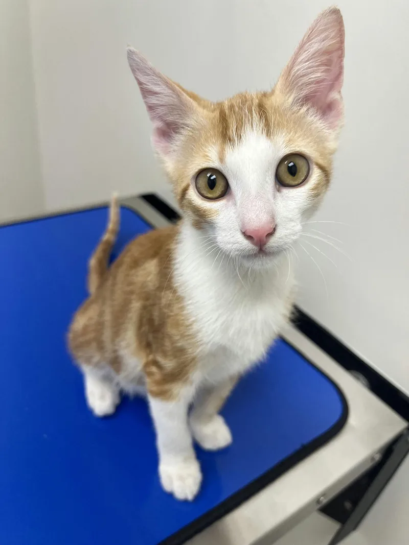 Cheetoh Puff thumbnail 4