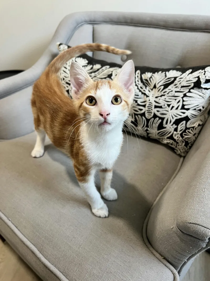 Cheetoh Puff thumbnail 5