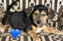A baby medium-sized male Mixed Breed dog named Desi for adoption in West Chester, PA