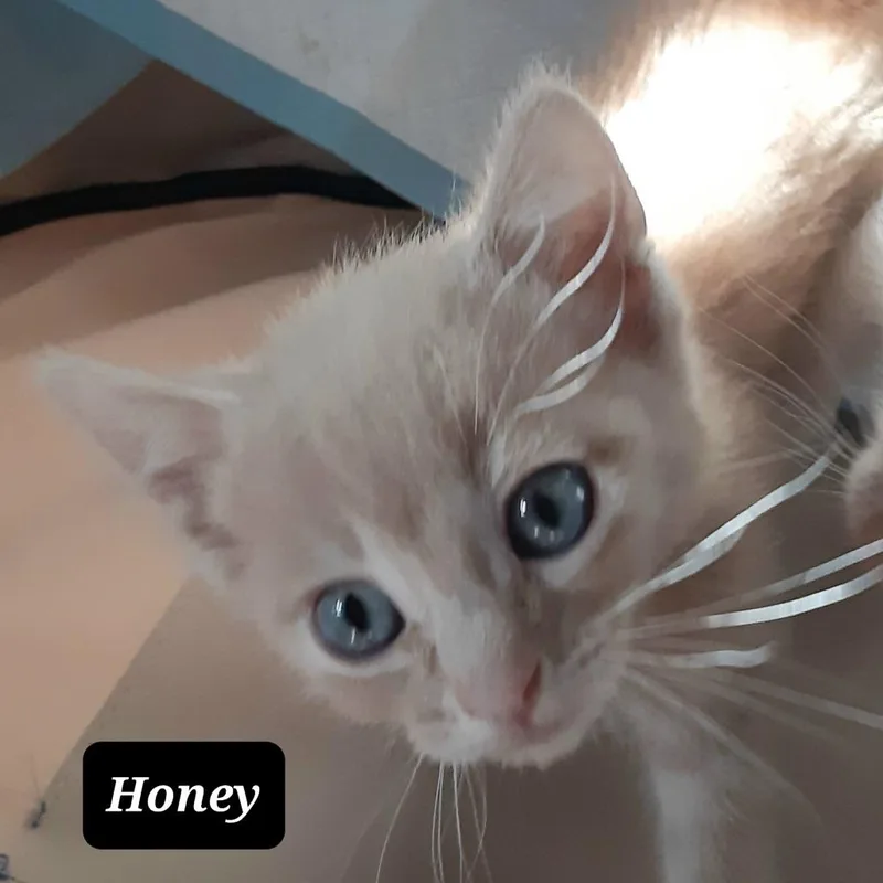 Honey thumbnail 2