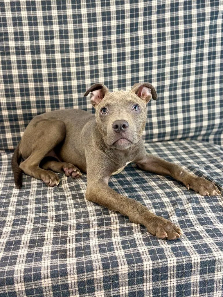 A baby medium-sized male Gray / Blue / Silver Pit Bull Terrier dog named Bingo for adoption in Austin, TX