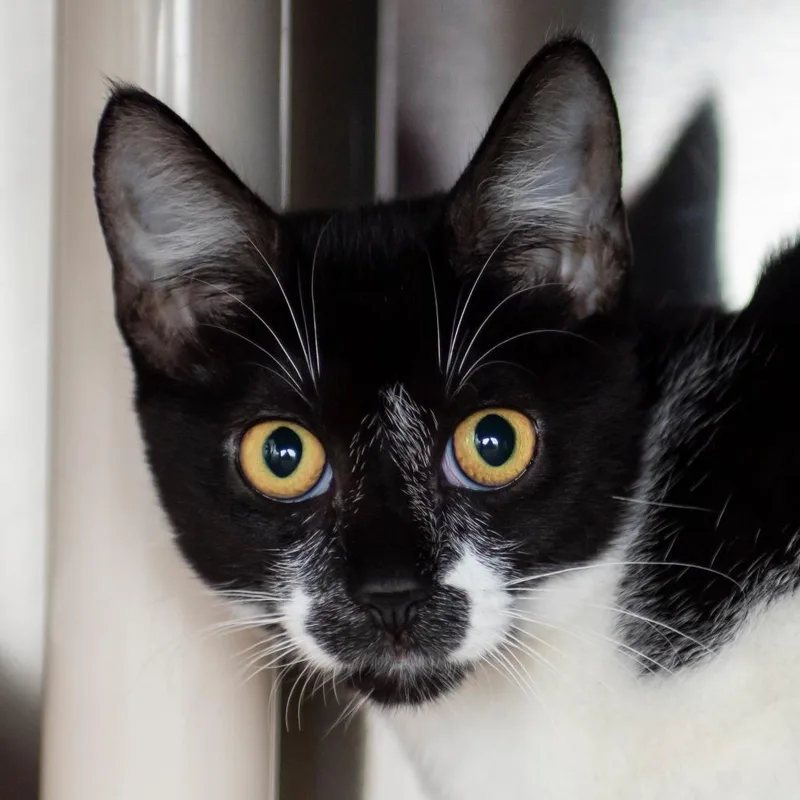 A baby small-sized female Domestic Short Hair cat named Pandora for adoption in Middletown, RI