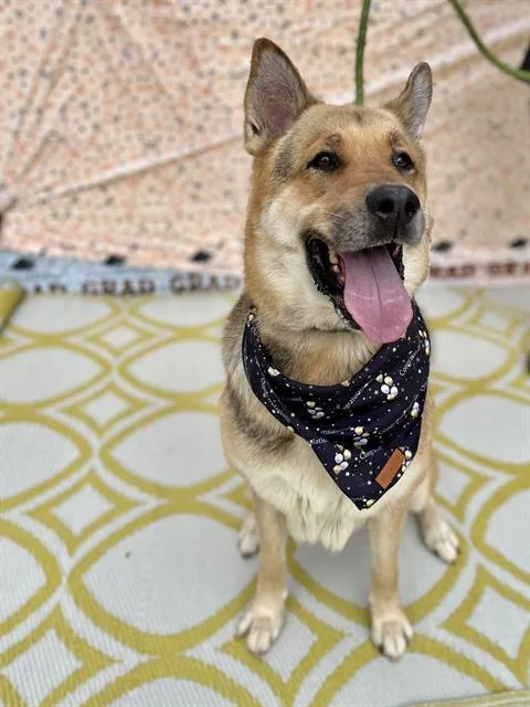 An adult large-sized female German Shepherd Dog dog named Poppy for adoption in Charlotte, NC