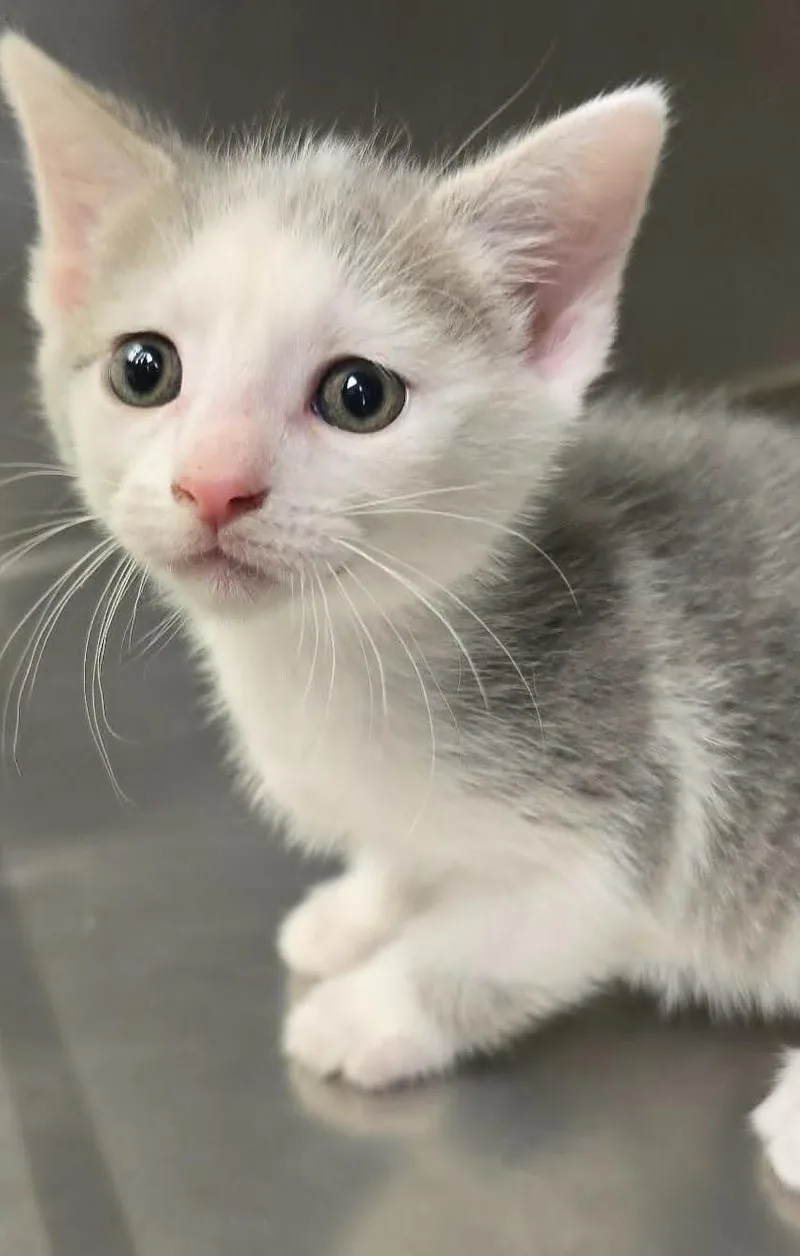 A baby medium-sized female Gray & White Domestic Short Hair cat named Katniss for adoption in Orange, VA