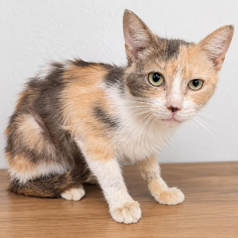 A senior small-sized female Orange / Red Domestic Short Hair cat named Camp Counselor for adoption in Austin, TX