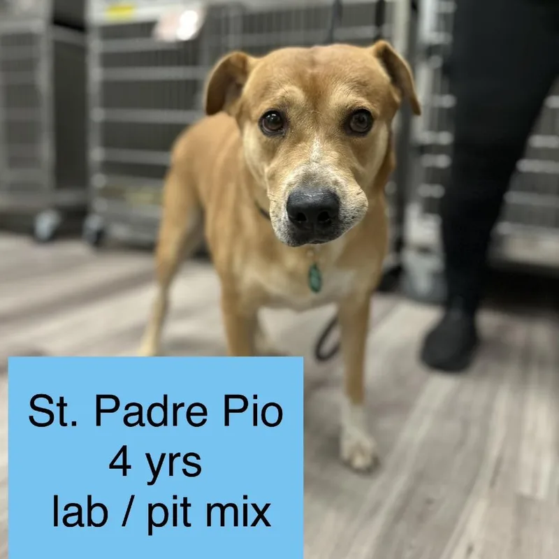 An adult large-sized male Yellow Labrador Retriever dog named St. Padre Pio for adoption in Tampa, FL