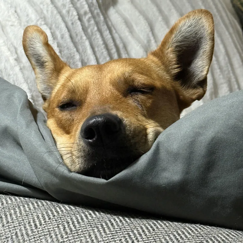 Charlotte thumbnail 2