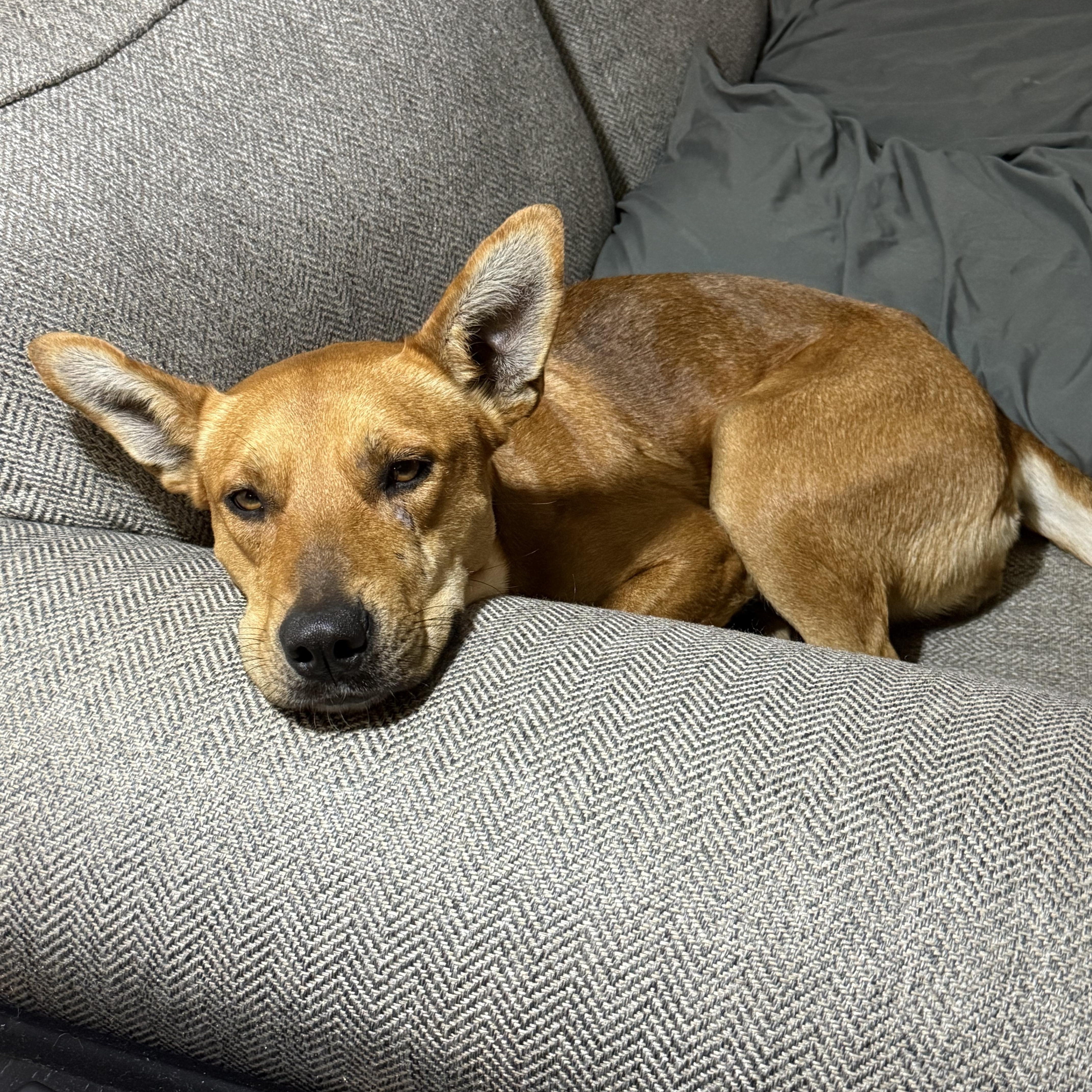 Charlotte thumbnail 3