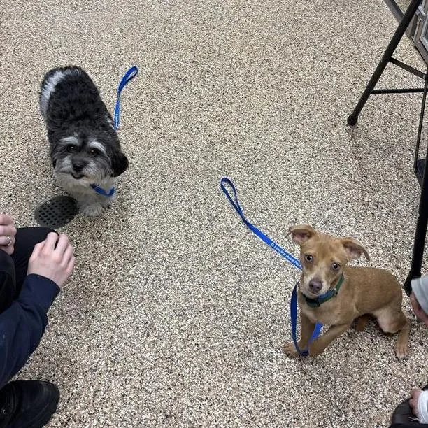 An adult small-sized male Chihuahua dog named Specter for adoption in Tempe, AZ