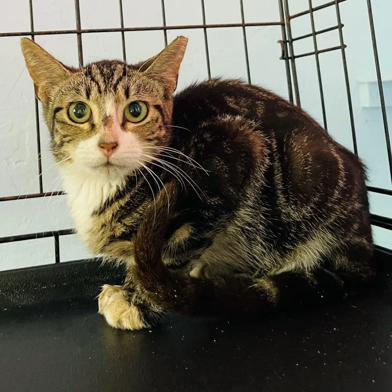 A young small-sized male Domestic Short Hair cat named Tiger for adoption in Pahoa, HI