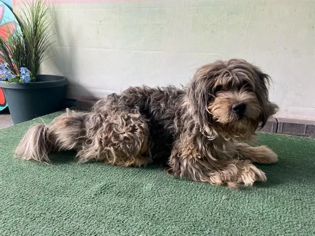 A young medium-sized male Australian Shepherd dog named Gordo for adoption in Baldwin Park, CA