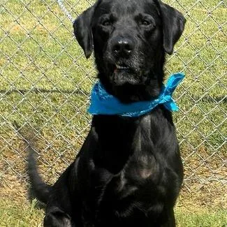 An adult large-sized male Black Mixed Breed dog named Maverick for adoption in Jeffersonville, IN