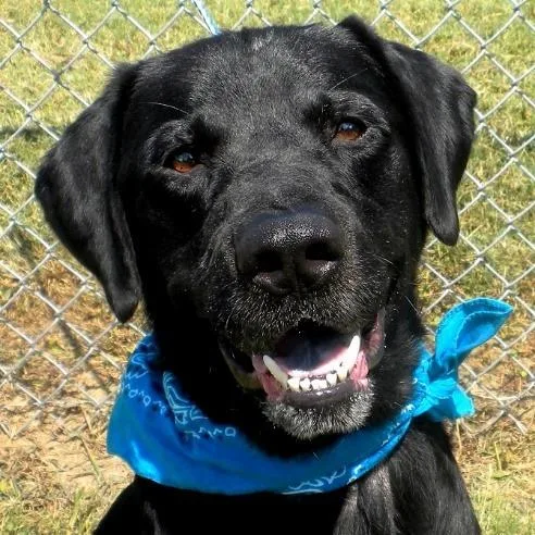 Maverick thumbnail 2