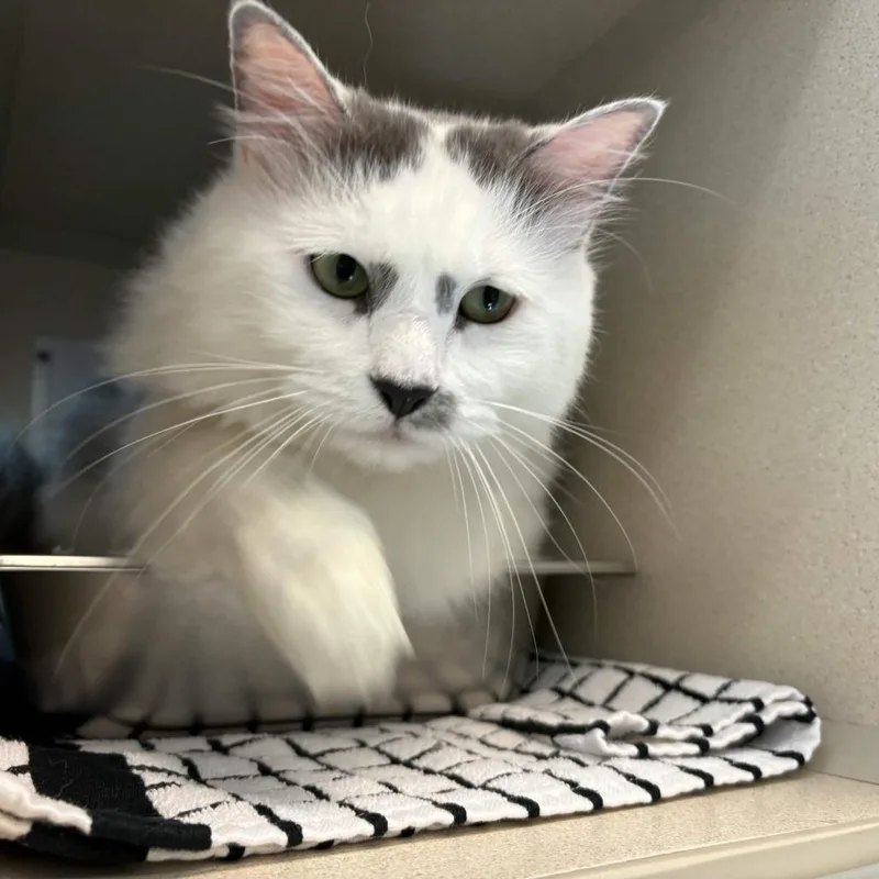 An adult large-sized male White Domestic Long Hair cat named River for adoption in Gloucester, VA