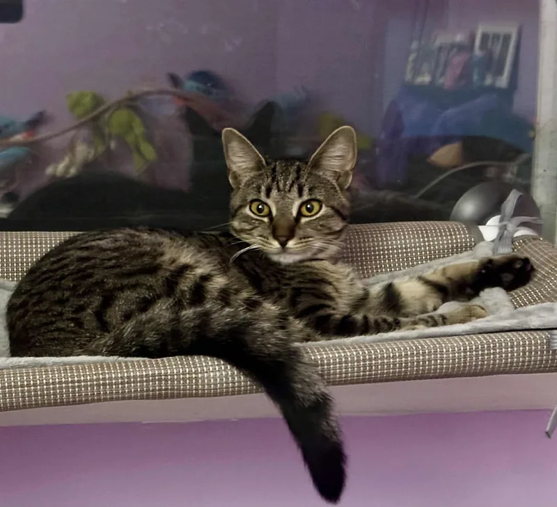 A young medium-sized female Tabby (Gray / Blue / Silver) Domestic Short Hair cat named Olive for adoption in Lansdowne, PA