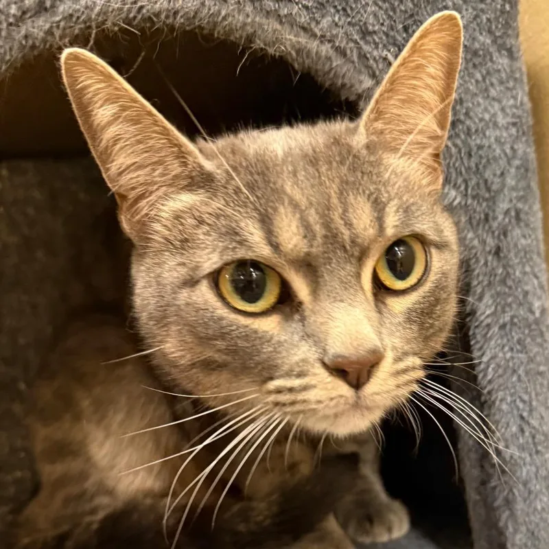An adult small-sized female Gray / Blue / Silver American Shorthair cat named Zion for adoption in Hemet, CA