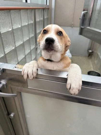A baby large-sized female Retriever dog named Whimsy for adoption in Washington, DC