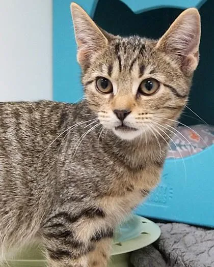 A baby small-sized female Domestic Short Hair cat named Phoebe for adoption in Fishers, IN