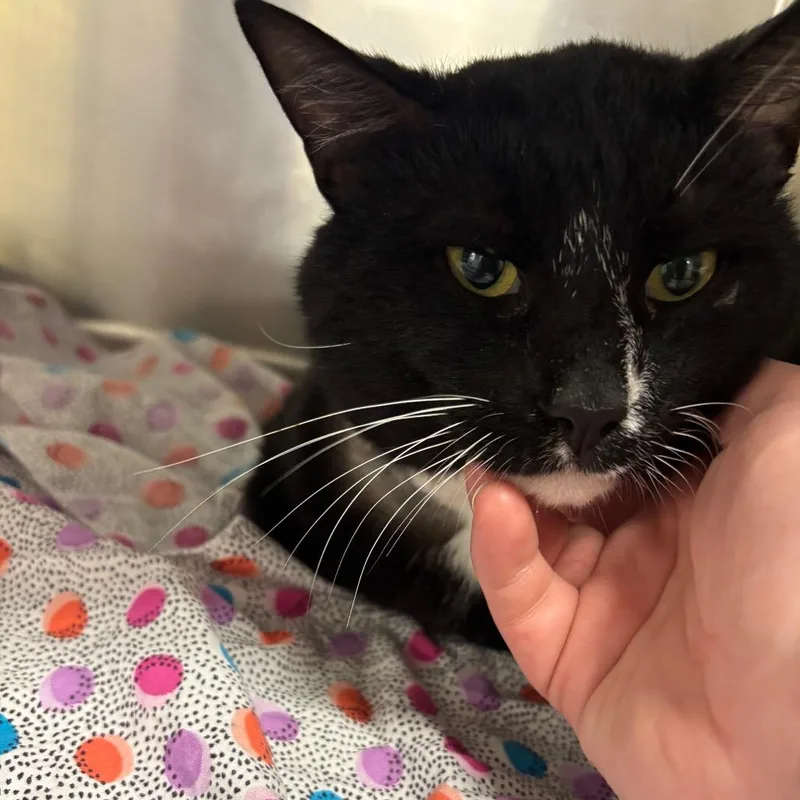 A baby small-sized male Black Domestic Short Hair cat named Batman for adoption in Parrish, AL