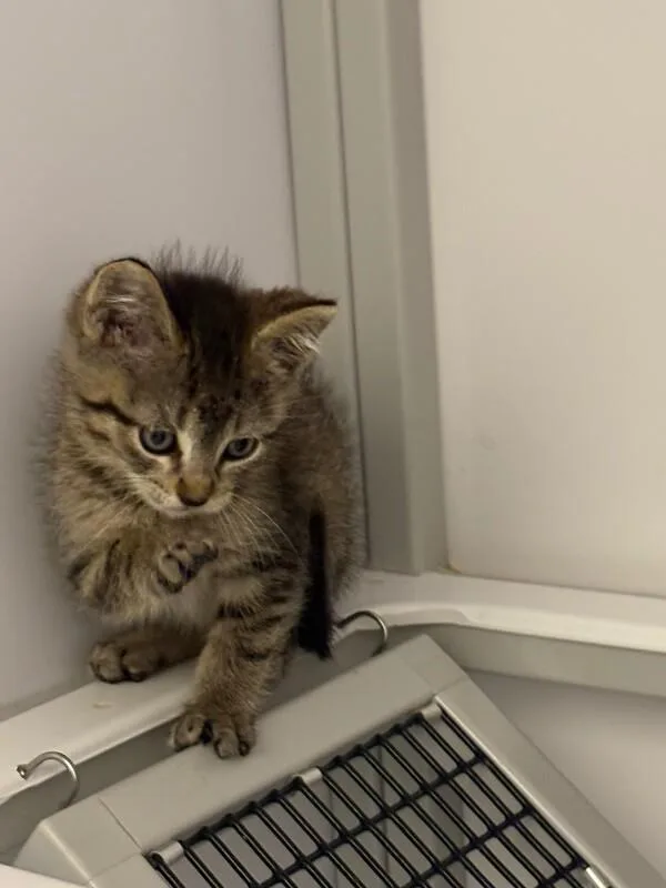 A young medium-sized male Brown / Chocolate Domestic Short Hair cat named Longs Peak for adoption in Fort Collins, CO