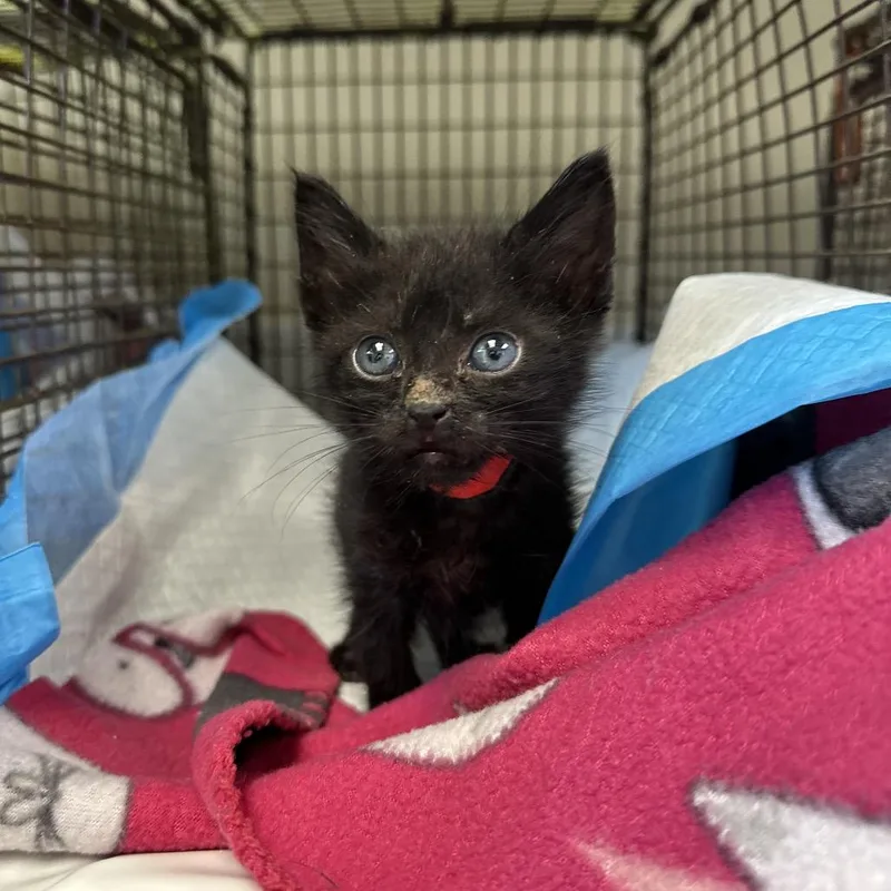 A baby small-sized female Black Domestic Short Hair cat named Jaguar for adoption in San Antonio, TX