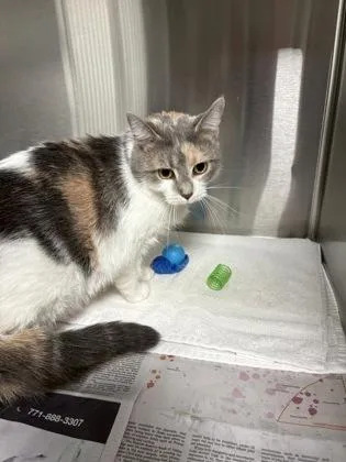 An adult medium-sized female Domestic Short Hair cat named Callitoonia for adoption in Fairfax, VA