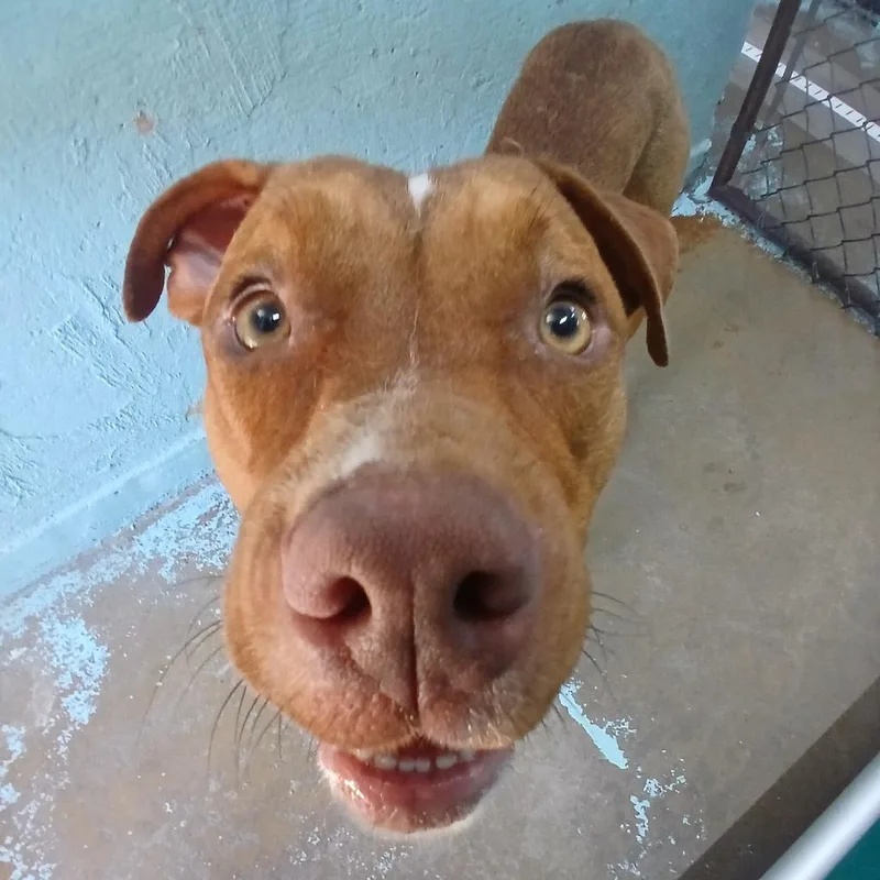 An adult medium-sized male Red / Chestnut / Orange Mixed Breed dog named Dutton for adoption in Tulsa, OK