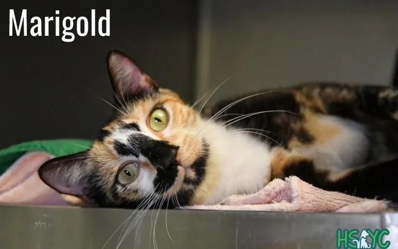 A young medium-sized female Domestic Short Hair cat named Marigold for adoption in Fort Mill, SC