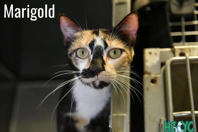 Marigold thumbnail 2