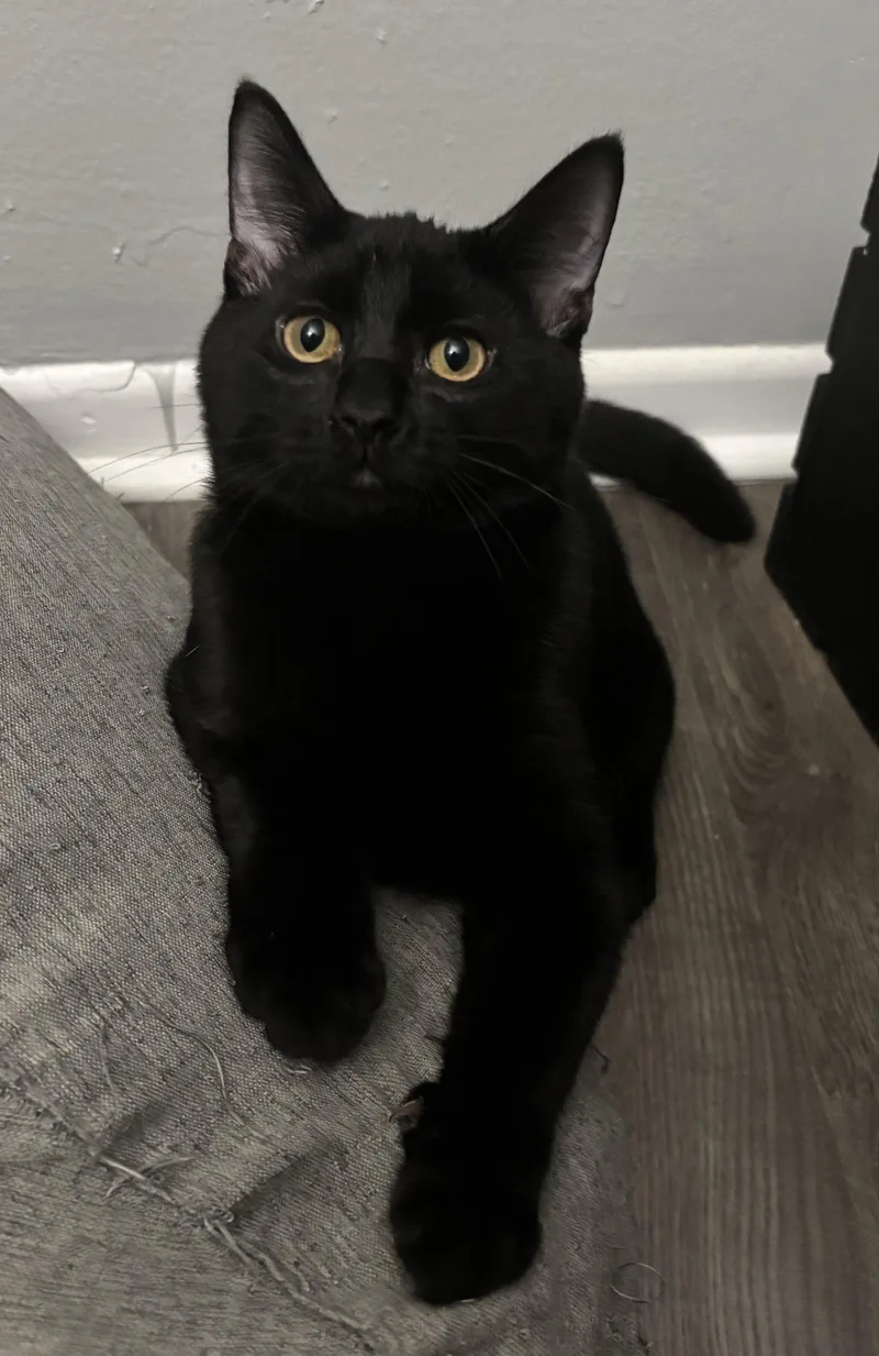 A baby medium-sized male Black Domestic Short Hair cat named Rex for adoption in Kansas City, MO