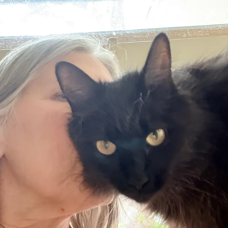 An adult large-sized female Black Domestic Long Hair cat named Althea for adoption in Portland, OR