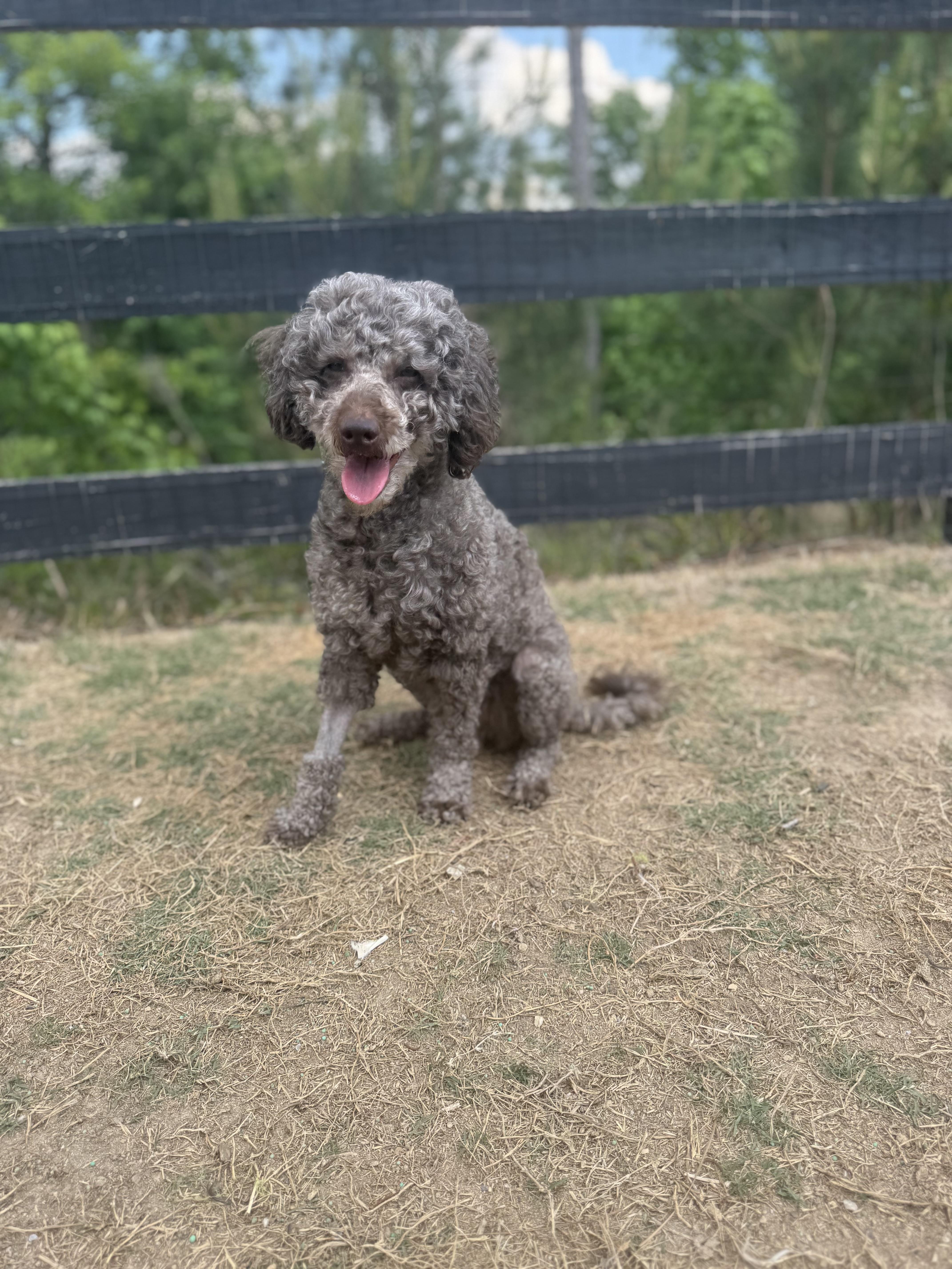 An adult medium-sized male Labradoodle dog named Jovi for adoption in Atlanta, GA