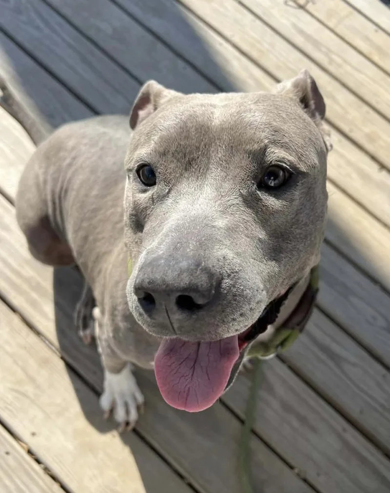 Princesa thumbnail 4